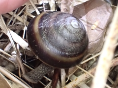 Thersites mitchellae