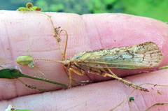 Limnephilus