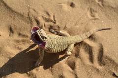 Phrynocephalus mystaceus