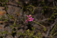 Calytrix