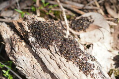 Dolichoderus doriae
