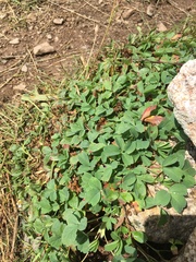 Sibbaldia parviflora