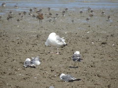 Larus schistisagus