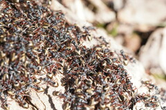Dolichoderus doriae