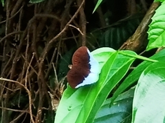 Tanaecia iapis