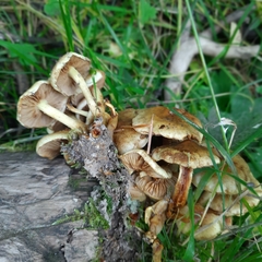 Hypholoma fasciculare