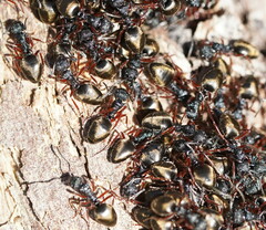 Dolichoderus doriae