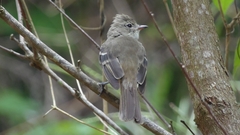 Elaenia flavogaster