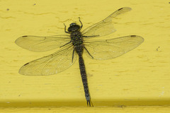 Aeshna umbrosa