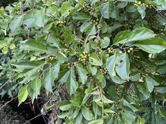 Celastrus orbiculatus