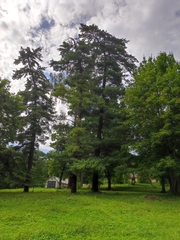 Pinus sylvestris