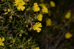 Hibbertia acerosa