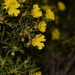 Hibbertia simkiniae - Photo (c) Nick Lambert, some rights reserved (CC BY-NC-SA), uploaded by Nick Lambert