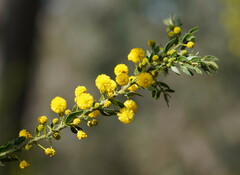 Acacia paradoxa