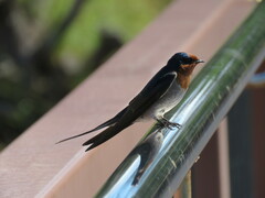 Hirundo neoxena