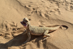 Phrynocephalus mystaceus