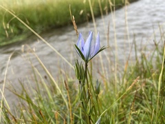 Lomatogonium rotatum