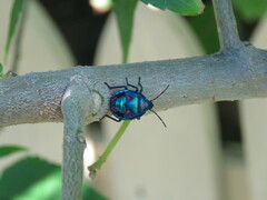Tectocoris diophthalmus