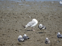 Larus schistisagus