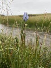 Lomatogonium rotatum
