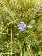 Lomatogonium rotatum