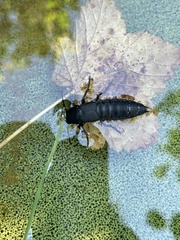 Ocypus olens