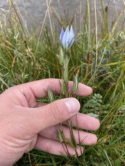Lomatogonium rotatum