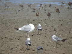 Larus schistisagus