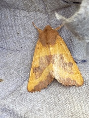 Atethmia centrago