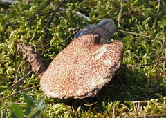 Suillus spraguei