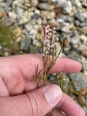 Polygonella articulata