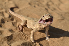 Phrynocephalus mystaceus