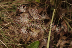 Lomandra multiflora