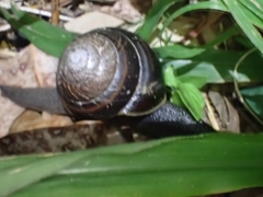 Thersites mitchellae