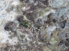 Grapsus tenuicrustatus
