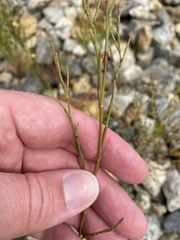 Polygonella articulata