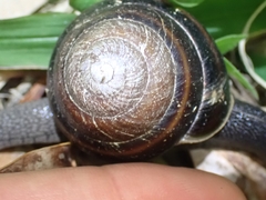 Thersites mitchellae