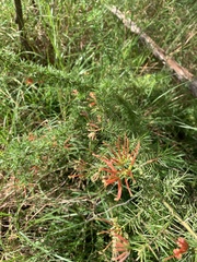 Grevillea juniperina