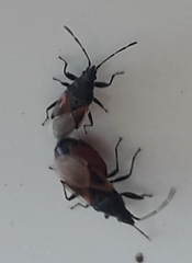 Oxycarenus lavaterae