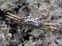 Grapsus tenuicrustatus