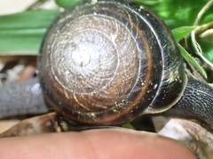 Thersites mitchellae