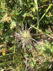 Pulsatilla albana