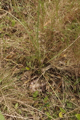 Lomandra multiflora