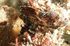 Taenianotus triacanthus