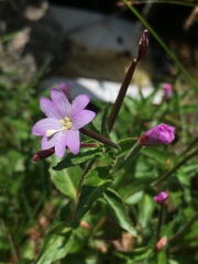 Epilobium algidum