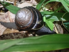 Thersites mitchellae