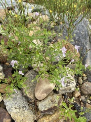 Trichostema dichotomum