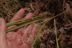 Lomandra multiflora