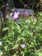 Epilobium algidum