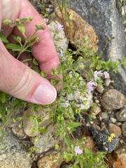 Trichostema dichotomum